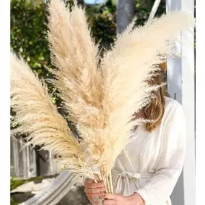 Fleur séchée naturelle grande pampa préservée herbe pampa séchée pour la décoration