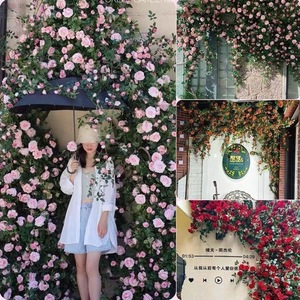 Artificial Rose Vines Bouquet <b>Wall</b> Hanging Decoration Plastic Creamy Style General <b>Decor</b> - Product Image 2