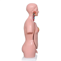 Mannequin de Torse Anatomique Médical Éducatif de 45 cm, 23 Pièces, Matériel Personnalisable, Démonstration Éducative, OEM