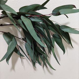 Plante verte simulée feuilles <span class=keywords><strong>d</strong></span>'eucalyptus Spray mariage <span class=keywords><strong>d</strong></span>écoration de la maison Faux feuilles Latex Real Touch feuilles <span class=keywords><strong>d</strong></span>'eucalyptus artificielles - Product Image 5