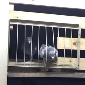 กรอบประตูบ้านนกพิราบคุณภาพสูง ประตูเดี่ยวแบบดักจับ  กรงนกแบบถอดประกอบได้ - Product Image 5