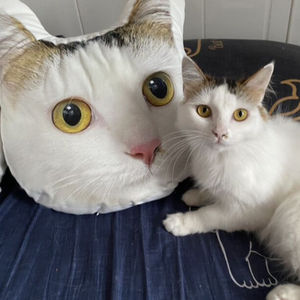 OEM 1PC Personal isierte 3D Throw <span class=keywords><strong>Face</strong></span> Kissen DIY Pet Portrait Gesicht Katze Hund Gefüllte Kissen Kissen - Product Image 5