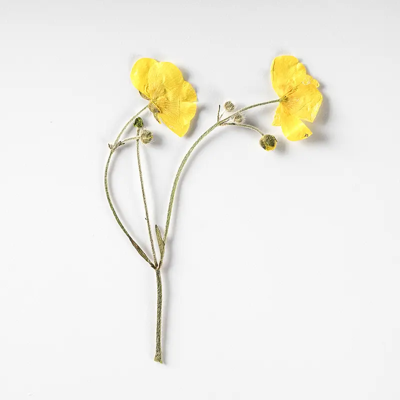 Bunga Kering Kuku Mini Resin Bunga Seni Nyata Alami Kuning Mini Bunga Kering Ditekan untuk DIY Makeup Kuku Kasus Telepon