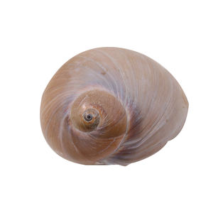 Nuevo Juguete de Plástico de Látex con Forma de Caracol para Apretar, Simulación de Comida, Alivio del Estrés, Adorno, Regalo - Product Image 4