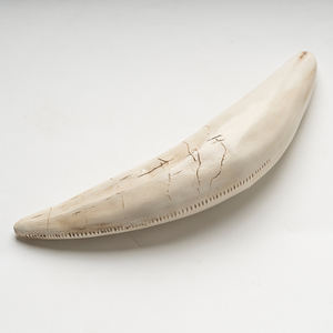 Adorno <span class=keywords><strong>de</strong></span> Resina <span class=keywords><strong>de</strong></span> Diente <span class=keywords><strong>de</strong></span> Gato con <span class=keywords><strong>Dientes</strong></span> <span class=keywords><strong>de</strong></span> Espada SKE55, Decoración Creativa para el Hogar, Artesanía Hecha a Mano para Exhibición en Estantes y Colección - Product Image 4