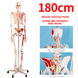 Modelo Musculoesquelético Humano Anatómicamente Correcto, Estructura Detallada de Músculos y Ligamentos, Esqueleto de Enseñanza para Universidad de Medicina - Product Image 2