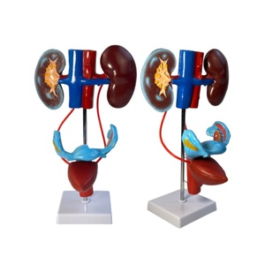 Nam Hệ thống sinh dục giải phẫu mô hình-Giải Phẫu chính xác cho giảng dạy Y Tế & Nghiên Cứu tiết niệu - Product Image 5