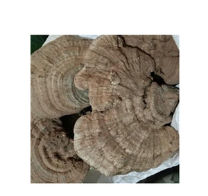 Healthy <strong>Ganoderma</strong> Applanatum Tea High Quality <strong>Lingzhi</strong> - Product Image 3