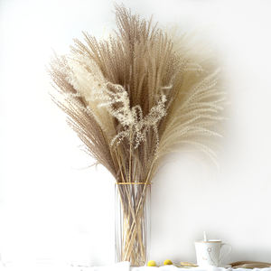 Pampas Naturales Secas y Eternas, Decoración Interior Ecológica y Duradera, <span class=keywords><strong>Cortaderia</strong></span> Selloana Decorativa - Product Image 1