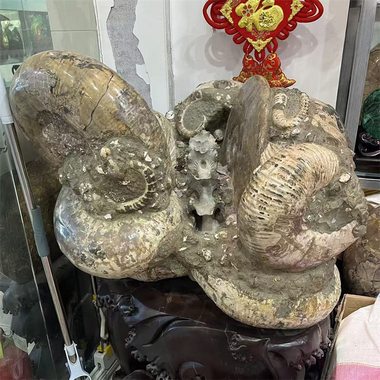 Best Selling Natural Ammonite Fossils Fossils of Rocks Crystal