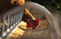 Farm Market 16 "& 24" Abreuvoir galvanisé pour l'élevage/agriculture Mangeoire pour poulet au sol urbain