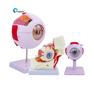 Modelo de Ojo Humano Desmontable para Enseñanza Médica, Simulación de Ojo <span class=keywords><strong>Infantil</strong></span> con Aumento de 6x, Estructura Anatómica - Product Image 1
