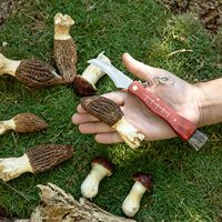 Couteau à champignons OdenPeak en acier au carbone avec brosse et sac - Manche en bois de haute qualité - Excellent cadeau pour les collectionneurs de champignons