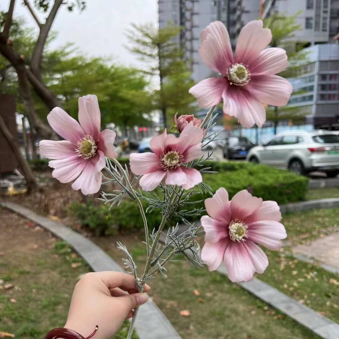 6 tête de pâte de haricot cosmos