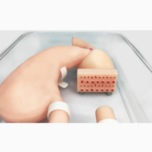Modelo de Decúbito Lateral Gastrointestinal de Alta Calidad para Entrenamiento en Cirugía Gastroscópica, Modelo de Endoscopia - Product Image 2