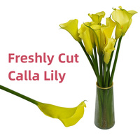 Lys Calla de Qualité Export, Frais, Directement de la Ferme du Yunnan, Longue Durée de Vie en Vase pour Grossistes Fleuristes sur le Marché Mondial