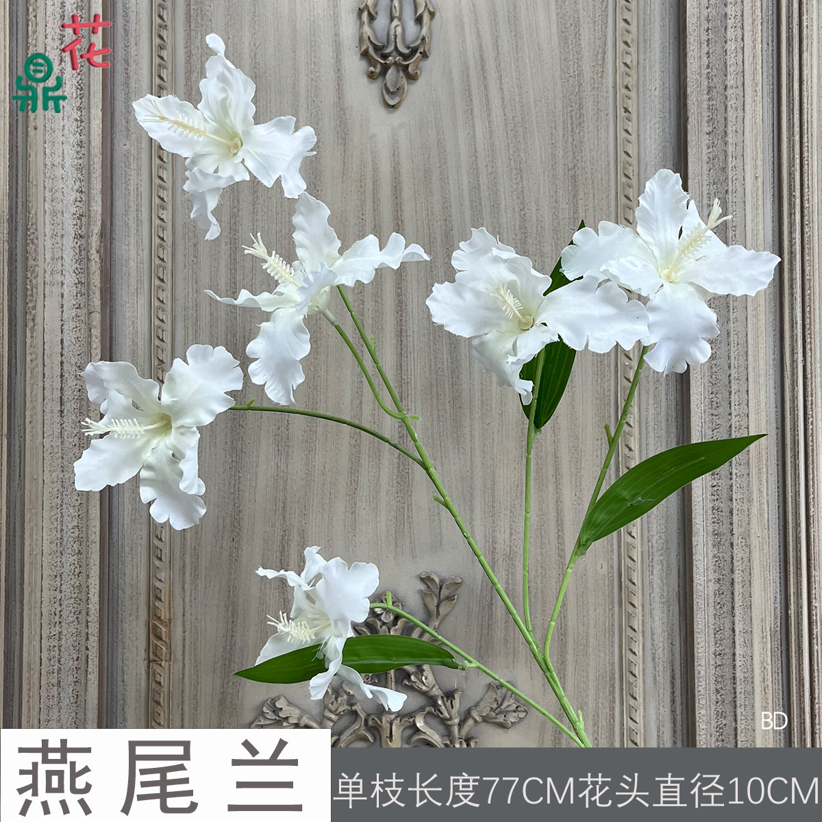 Swallowtail Orchid BD Blanc