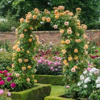 Variété de rose grimpante originale, complète et facile à cultiver