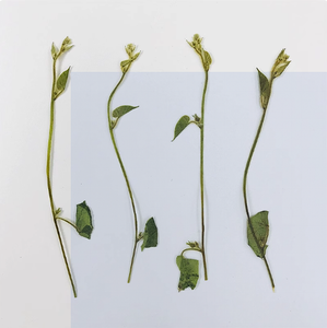 <span class=keywords><strong>Ipomoea</strong></span> con ramas Scrapbooking resina epoxi planta Natural ecológica flor prensada Real para marco - Product Image 4
