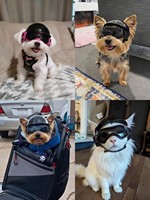 Casco y Gafas de Motocicleta para Mascotas, Perros Pequeños y Gatos, Gorra de Seguridad con Lentes para Paseos al Aire Libre