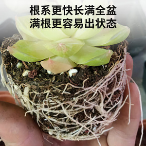 Macetas de plástico Qinfeng para suculentas de 7.5cm X 8cm X 3cm, mini macetas transpirables para jardinería en el hogar y escritorio. - Product Image 4