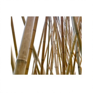 Premium Bamboo Stake Natural Bamboo <b>Pole</b> <b>for</b> Agriculture Nursery Farm Plant Support and <b>Garden</b> Wholesale Vietnam - Product Image 1