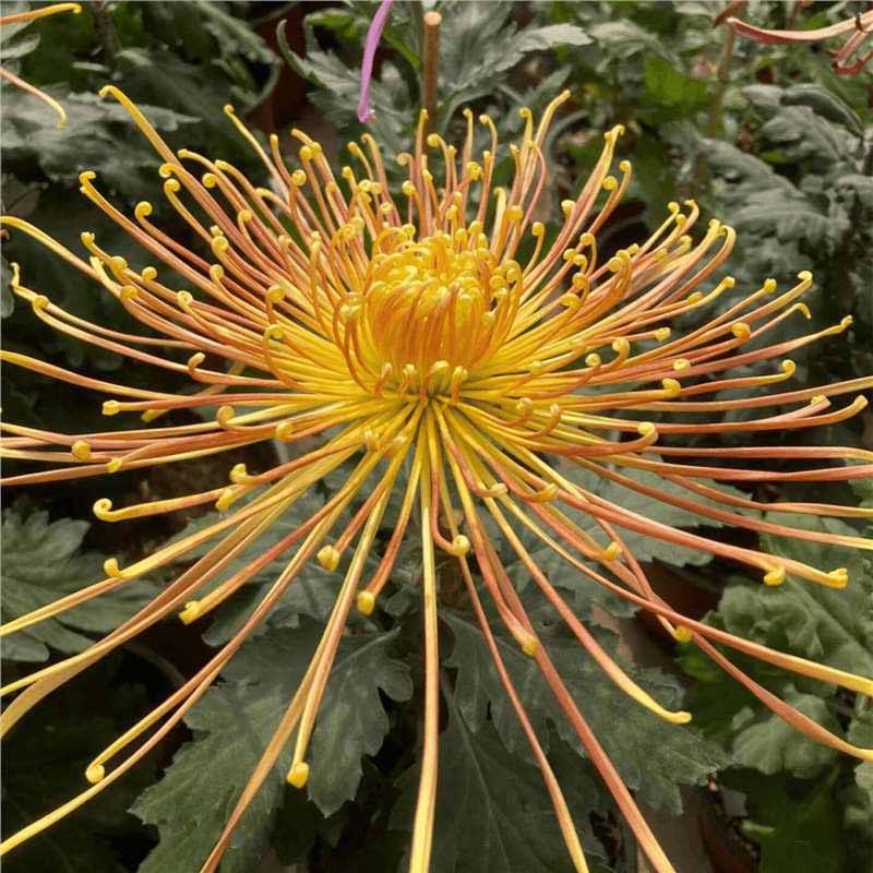 3 #   ความเหงา