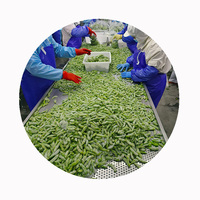 XMSD Edamame surgelé fiable en gousses Haricots de qualité supérieure pour les fabricants et les importateurs de produits alimentaires