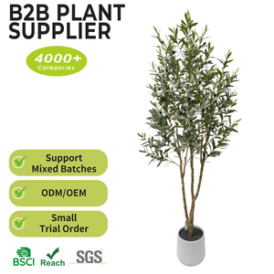 Arbre d'olivier artificiel B2B de 210 cm (7 pieds) <span class=keywords><strong>en</strong></span> pot, style mince de luxe avec écorce texturée réaliste <span class=keywords><strong>pour</strong></span> décoration d'angle ou pièce à poser au sol - Product Image 2