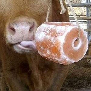 Bloques de Sal Cristalina Natural del Himalaya para Ganado y Caballos, Calidad Premium, Rosa, 100% Sal, Envoltura Retráctil, 4-5 kg, 5 Años de Duración - Product Image 4