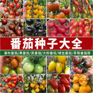 Graines de tomates fraises - Jeunes plants super sucrés, variété Iron Bark du Nord-est, en fibre de coco - Product Image 3