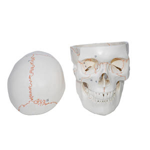 Modelo de Cráneo Humano Numerado con Líneas de Sutura - Herramienta Educativa de Anatomía - Product Image 4