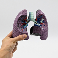 Modèle de poumon humain en PVC pour échantillons respiratoires, outil pédagogique sur la consommation de tabac, modèle anatomique de pathologie pulmonaire