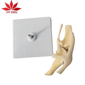 Educational <strong>3D</strong> plastic Life Size Hot Sales Pvc canine Artificial Knee Joint Model Medical Science - Product Image 3