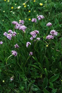 สารสกัดแห้งจากต้นนาร์ดอสตาคิส จาตามันซี ได้จากรากและรากกิ่งของพืช "สไปค์นาร์ด" จากเทือกเขาหิมาลัย ผงสีน้ำตาลอมน้ำตาล - Product Image 3