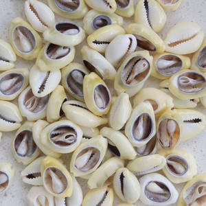 6种款式天然切割的Cawrie贝壳珠子天然贝壳Cawrie部落珠宝工艺品配件DIY - Product Image 3