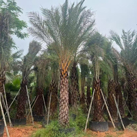 Tanaman Langsung dari Kebun, Tanaman Hidup Alami, Pohon Kurma Phoenix Sylvestris Besar Asli untuk Lanskap Taman dan Tanaman Hias