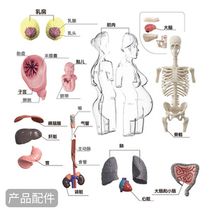 Modèle d'anatomie pour femmes enceintes, ensemble de jouets, organes humains, squelettes, papier, matériel, étudiants, éducation scientifique précoce, jouets à assembler soi-même - Product Image 2