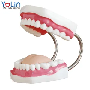 牙科教学模型摆饰教学资源6倍大牙齿展示模型牙科培训