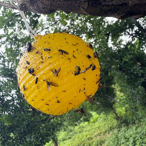 Çiftlikler için haşere kontrolünde sarı/yeşil/turuncu olarak mevcut meyve sineği feromonları ile su geçirmez tutkal tuzağı top - Product Image 5