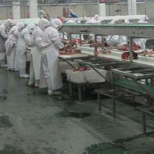 Système de convoyeur de découpe de viande en acier inoxydable pour boucheries, abattoirs, traitement de la viande, équipement de traitement de la viande à haute efficacité - Product Image 5