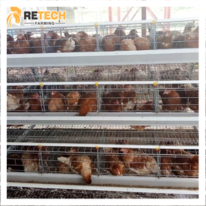 Basit Yapılı Kümes Hayvan Çiftliği Tavuk Kümesi 128 Kuş 10000 Yumurtacı Tavuk Kafesi Satılık - Product Image 1