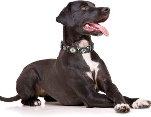 रहस्यमय लक्जरी बुरी आंख पैटर्न नायलॉन पालतू कॉलर सोने डी-रिंग कस्टम बकल गर्मी हस्तांतरण के लिए - Product Image 2