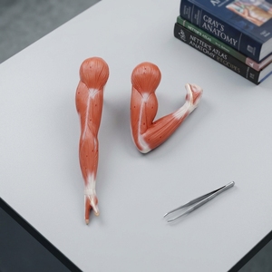 Modèle anatomique des muscles flexeurs et extenseurs du bras, deux poses, modèle de présentation de la structure <span class=keywords><strong>musculaire</strong></span> de l'artère supérieure pour l'enseignement de la biologie et de l'anatomie - Product Image 4