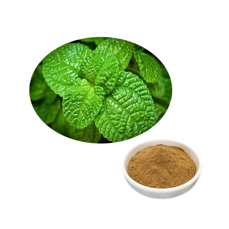 HONGDA Supply Minzex trakt Menthol Mint Powder Pfefferminze