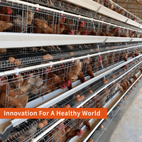 Poulailler industriel automatique économique de grande capacité pour poules pondeuses