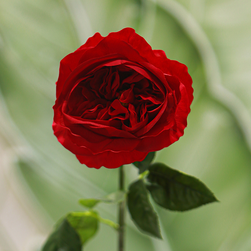 Rojo