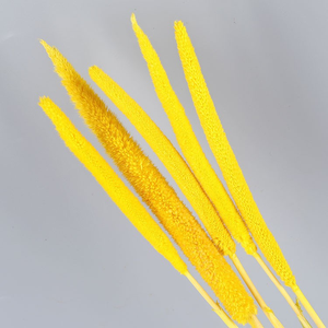 Vendedor caliente Flores decorativas Palos de perlas secas Flores secas para el hogar/Decoración DE BODA Palos de perlas - Product Image 3