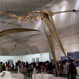 Nhà Máy Trực Tiếp Saleartificial Chất Lượng Cao Khủng Long Hóa Thạch Bộ Xương Cho Bảo Tàng - Product Image 2