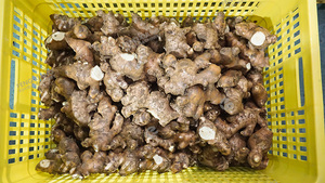 Ligne de traitement automatique de gingembre et curcuma : lavage, pelage, égouttage, découpe, production de poudre, capacité 1-3T/H, machine de traitement du gingembre sur mesure - Product Image 2